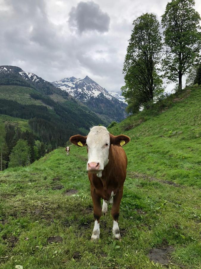 Zauneralm Aich  Extérieur photo